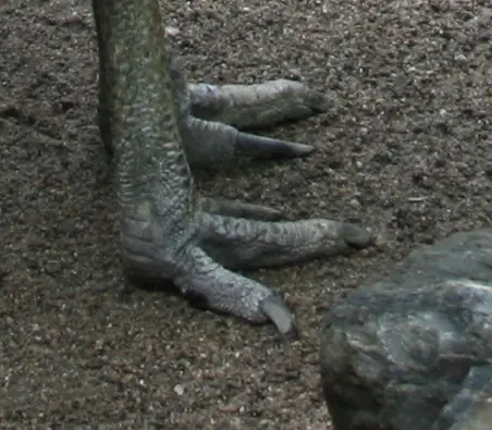 10 aves que son un peligro para los seres humanos