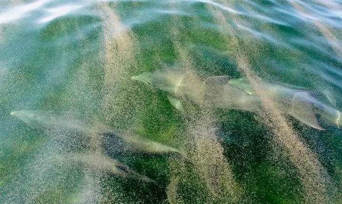 El desastre del Golfo de México, un año después