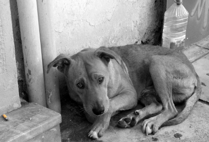 Adopte a un perro callejero