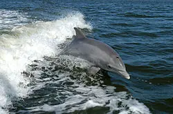 Delfines