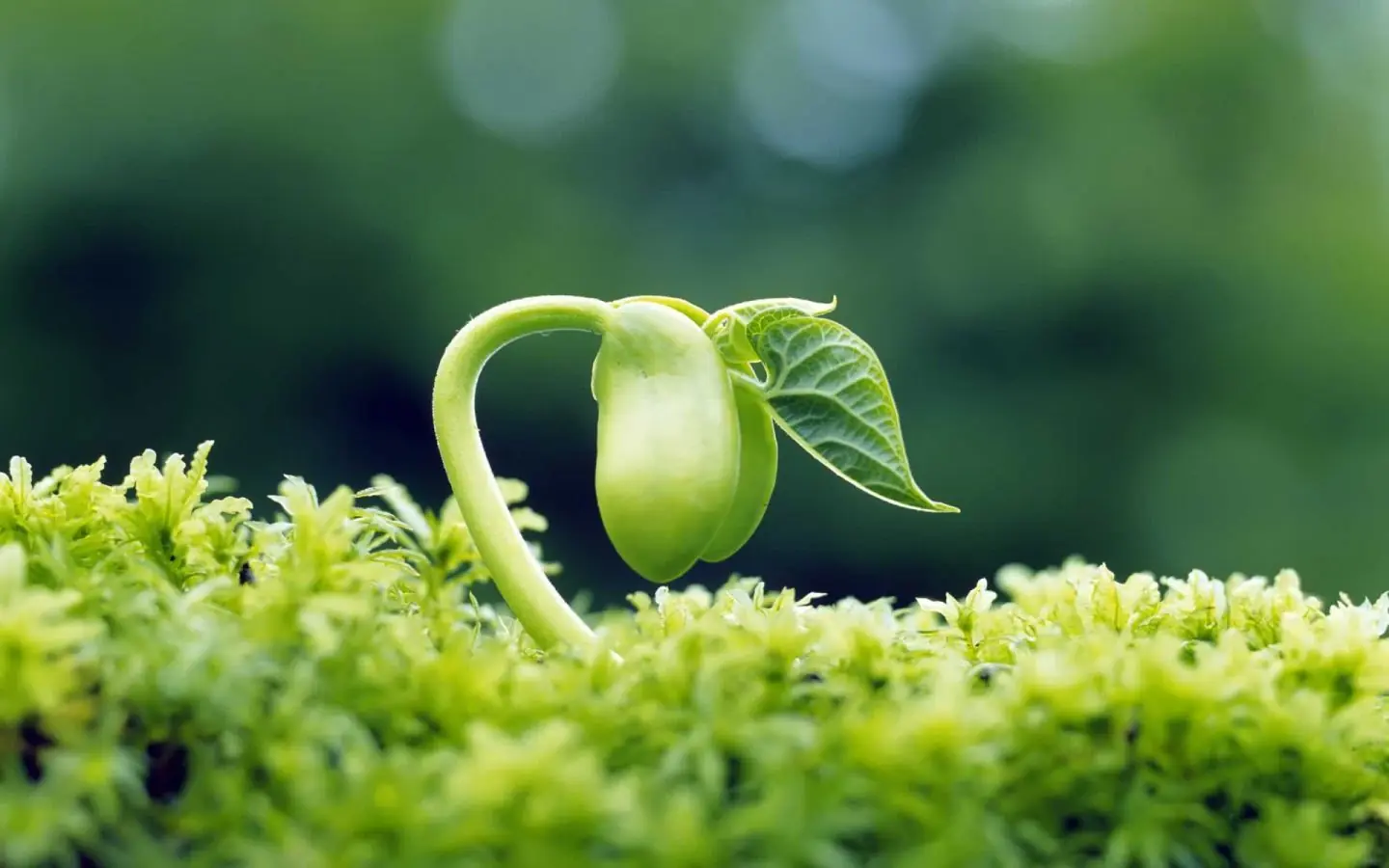 Primavera-Porque las plantas florecen (Gen llamado FLC)