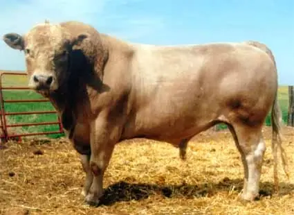 Hibridos Animales