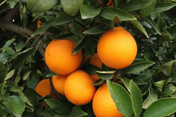 la naranja ♥ ♥