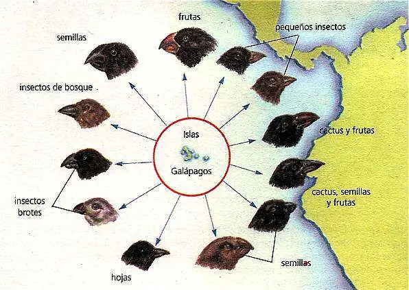 teoria