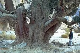 Los Arboles Mas Raros Y Altos Del Mundo.