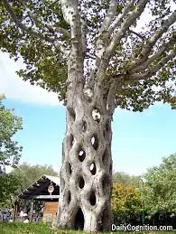 Los Arboles Mas Raros Y Altos Del Mundo.