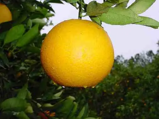 la naranja ♥ ♥