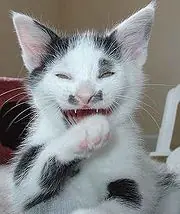 gatos