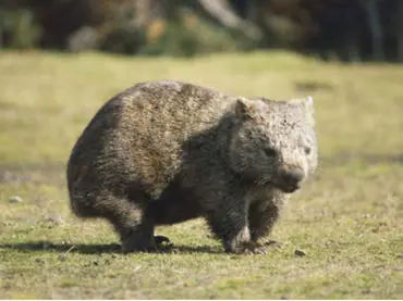 Los wombats de Australia están muriendo por desnutrición