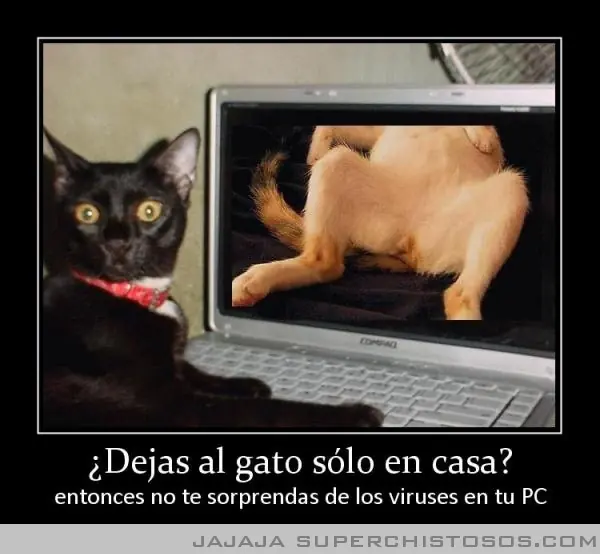 Desmintiendo Post: 5 razones para tener un gato.
