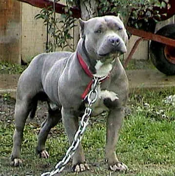 Mi Perro Preferido...