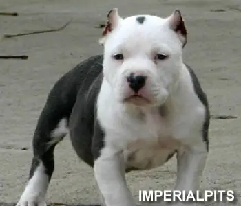 pit bull