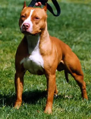 perros