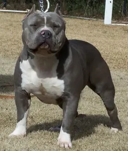 perro