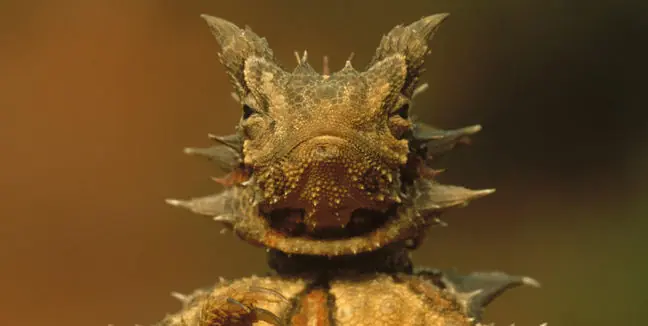 El animal más raro del mundo...