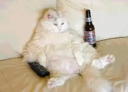 Desmintiendo Post: 5 razones para tener un gato.