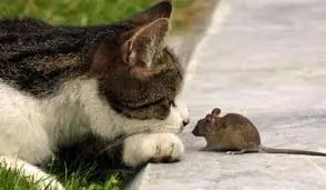 gatos