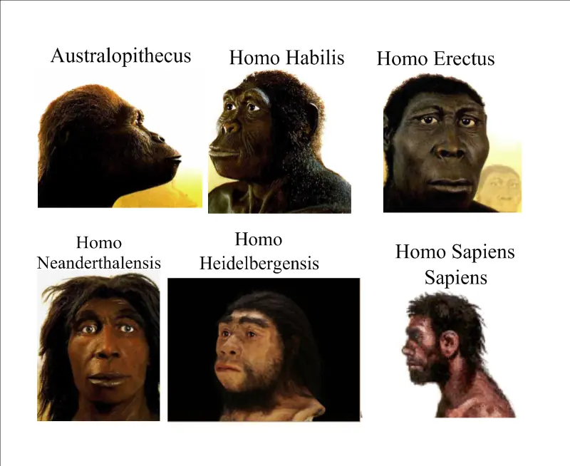 El proceso de hominización!