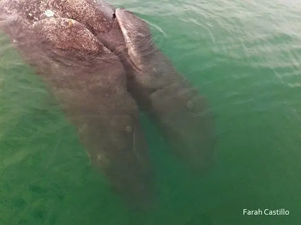 ballenas