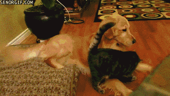 Para los amantes de los gatos