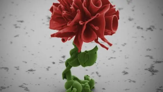flores artific