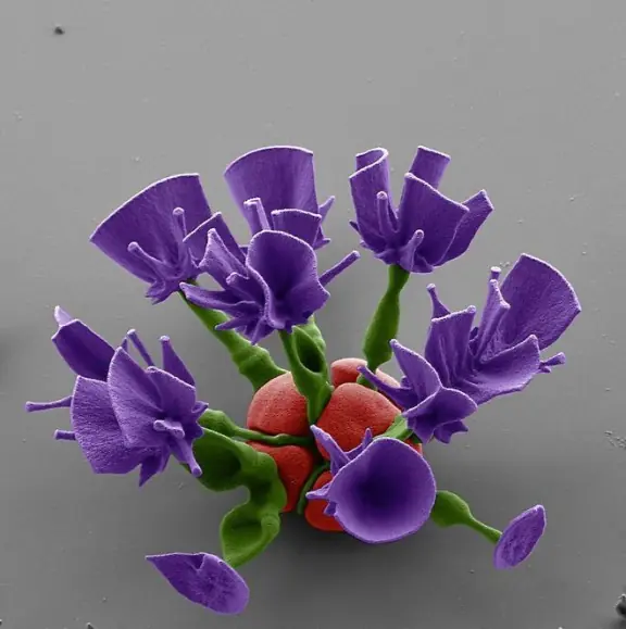 flores laboratorio