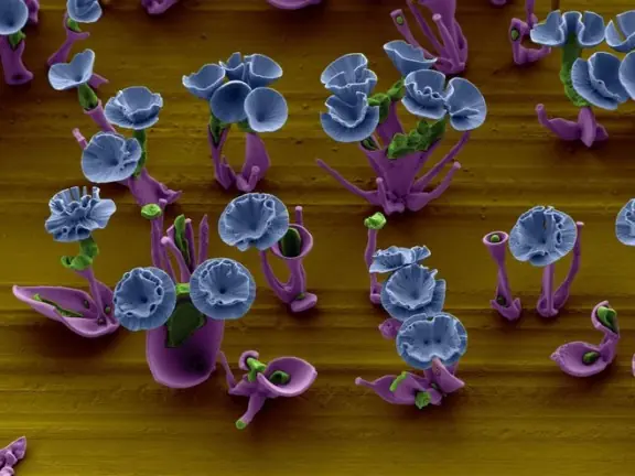 Maravillosas flores creadas en un laboratorio