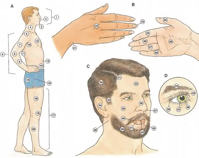 partes del cuerpo "aprendelas en ingles"