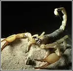 peligro, alacranes, que hacer!