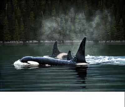 las Orcas