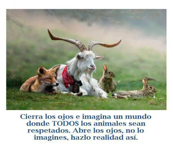 veganismo y salud