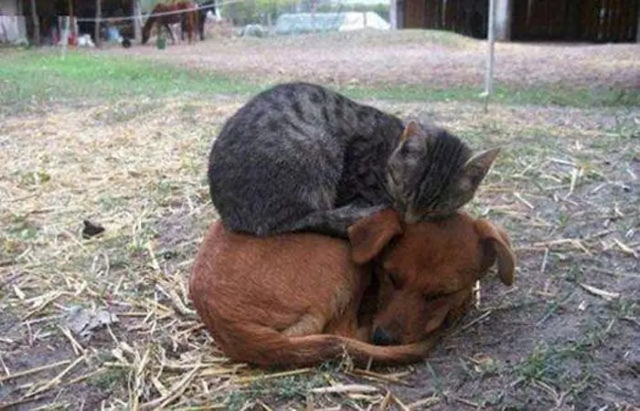 imagenes