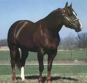 top 10 de los animales mas veloces del mundo