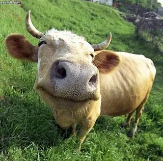 Nunca es Tarde para Hacerse Vegano