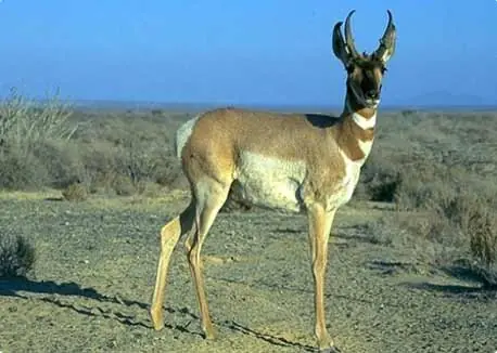 Vencejo