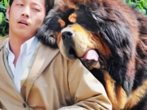 Venden perro en China por 2 millones de dólares