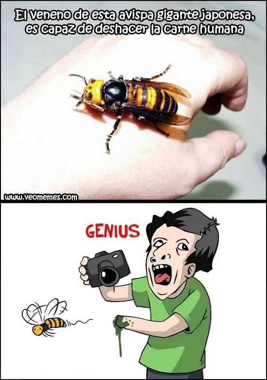 Memes Graciosos