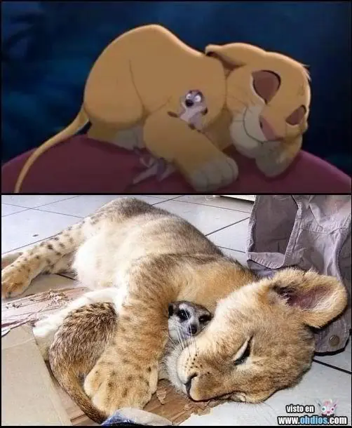 Más imágenes divertidas...