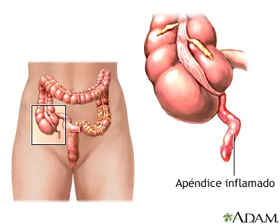 Partes del cuerpo que no sirven (si sirven)