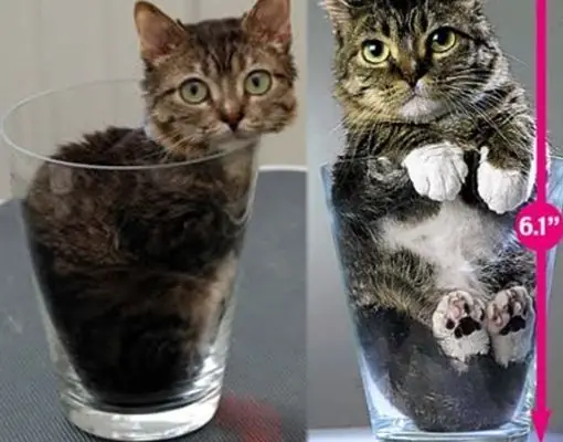 Los 10 animales más pequeños del Mundo