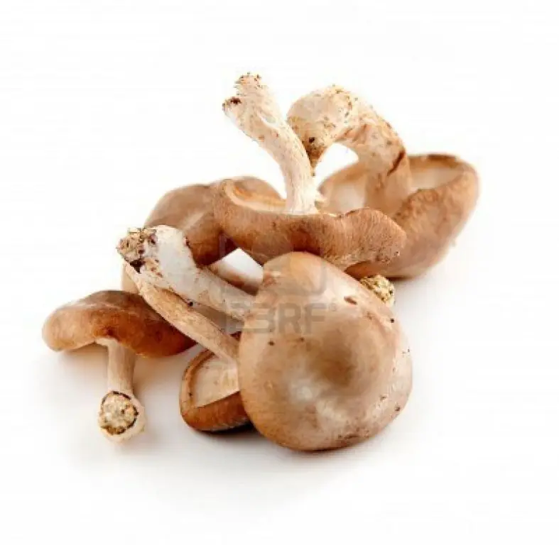 Shiitake - El Gran Hongo Japonés