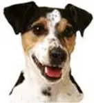 Por qué algunos hombres prefieren perros y no esposas.