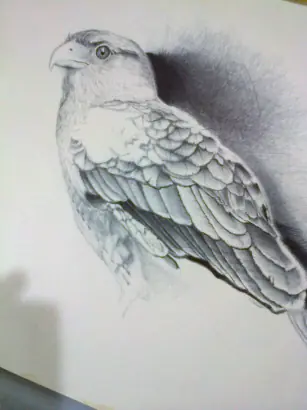 pajaro