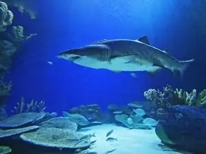 El lazo común entre un tiburón y un guppy