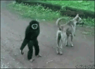 21 gif graciosos para quitarte el estrés y mal humor