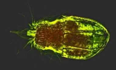 5 cosas sobre microbios que viven en tu cuerpo