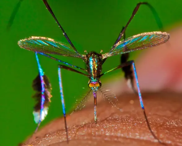 Nazis experimentaron con los mosquitos como armas biologicas