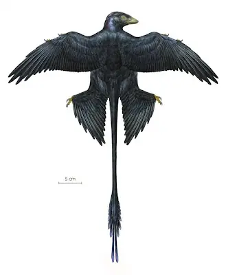 Microraptor, un dinosaurio con llamativas plumas negras