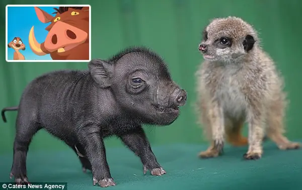 Una insólita amistad entre Timón y Pumba