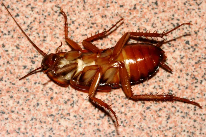 ¿Porque la Cucarachas mueren boca arriba?